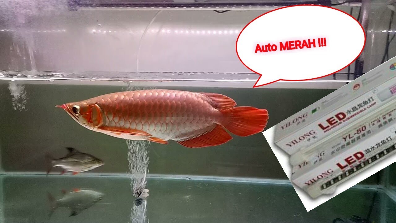 Review lampu aquarium Arwana - YouTube