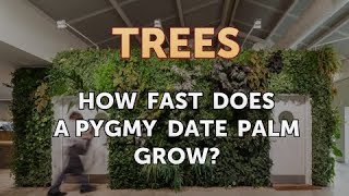 How Fast Does a Pygmy Date Palm Grow?