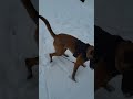 First snow of winter 2023 #puppy