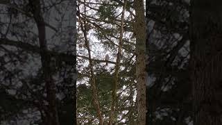 Informing Coopers Hawk of its restricted fly zone by my feeder...