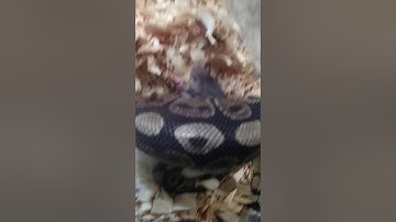 Male ball Python eats large rat
