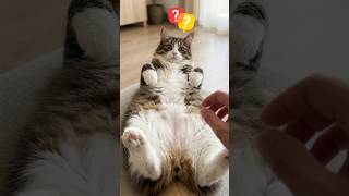 Lo que Realmente Significa que tu Gato te Enseñe la Barriga #gatos #mascotas #shorts 🙀