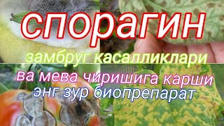 Спорагин. Усимлик , дарахт , узум замбруг ва бактериал касалликларига карши энг зур биопрепарат