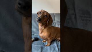 Mini dachshund’s reset button!