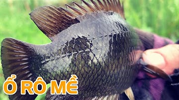 Trúng ụ rau muống cả ổ cá rô mề nằm trong đó | THÚ VUI MIỀN TÂY. 28