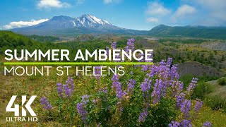 4K Summer Ambience of Mt St Helens - Soothing Sound of Wind, Bees Buzzing & Birds Chirping