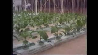 Living with the Land  - Epcot - 1991 - Florida Phlash Backs
