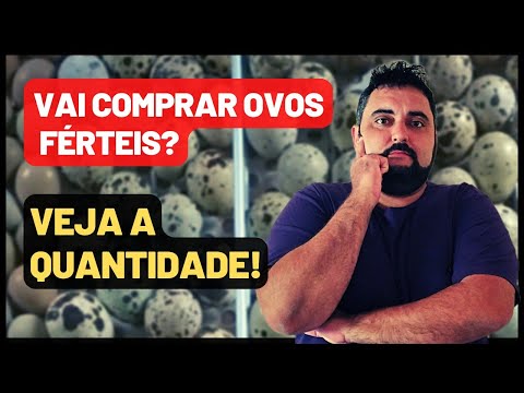 Vídeo: Os ovos de codorna são fertilizados?