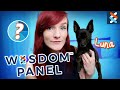 I Got My Dogs DNA Tested and these are the Results | Luna's DNA Test by Wisdom Panel 3.0