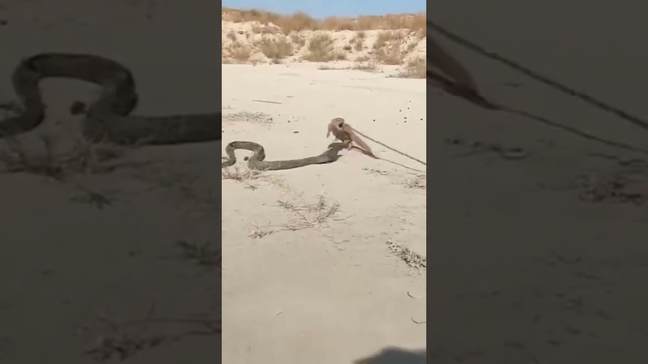 saamp aur Biji😱😱