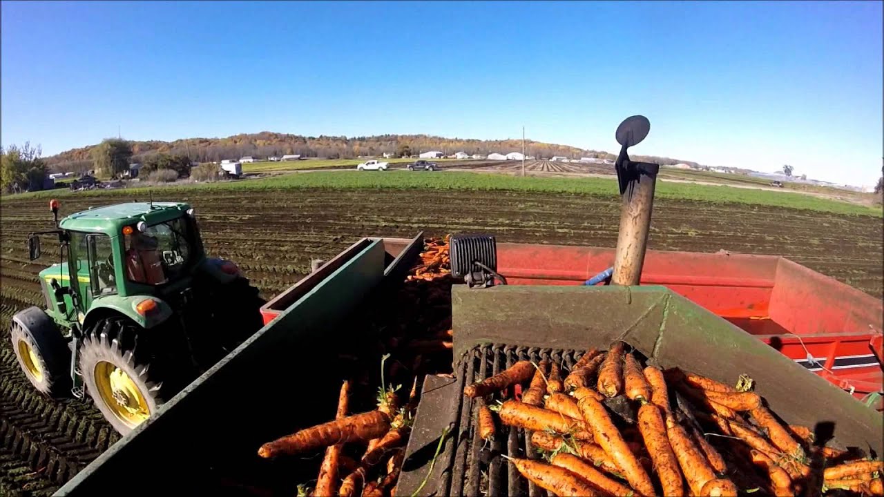 Carrot Harvest October 23, 2014 YouTube