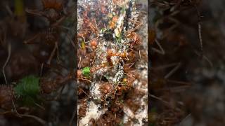 Inside A Leaf Cutter Ant Colony