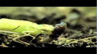 Dragonfly Nymph - Predators of the Depths!