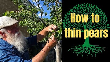 How to Thin Pears