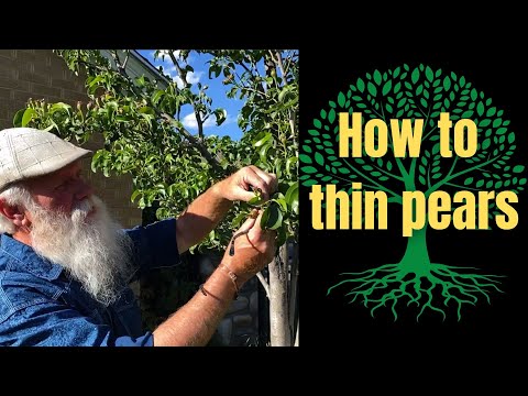 Video: Pear Tree Fruit Dunner - Wanneer en hoe perenfruit te verdunnen