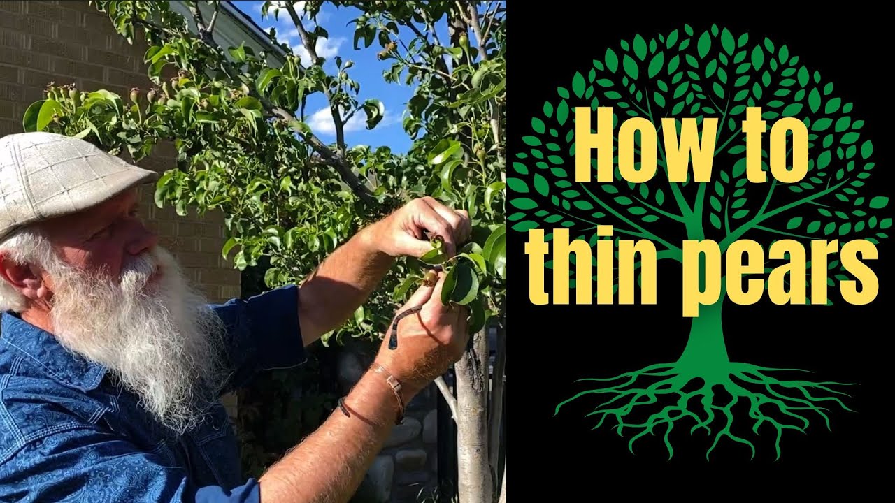 How to Thin Pears