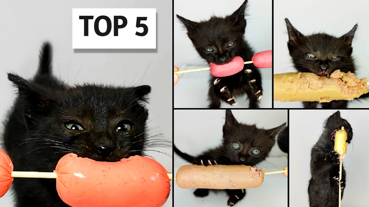 TOP 5 Kitten ASMR Eating Sausage Compilation YouTube
