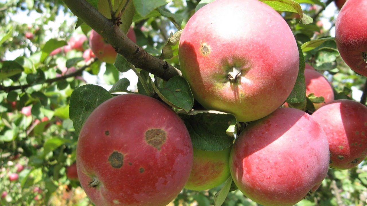 Плодовый сад: как правильно посадить и ухаживать - YouTube