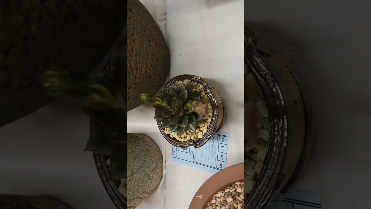 Succulents Id Echeveria monocerotis f variegata 