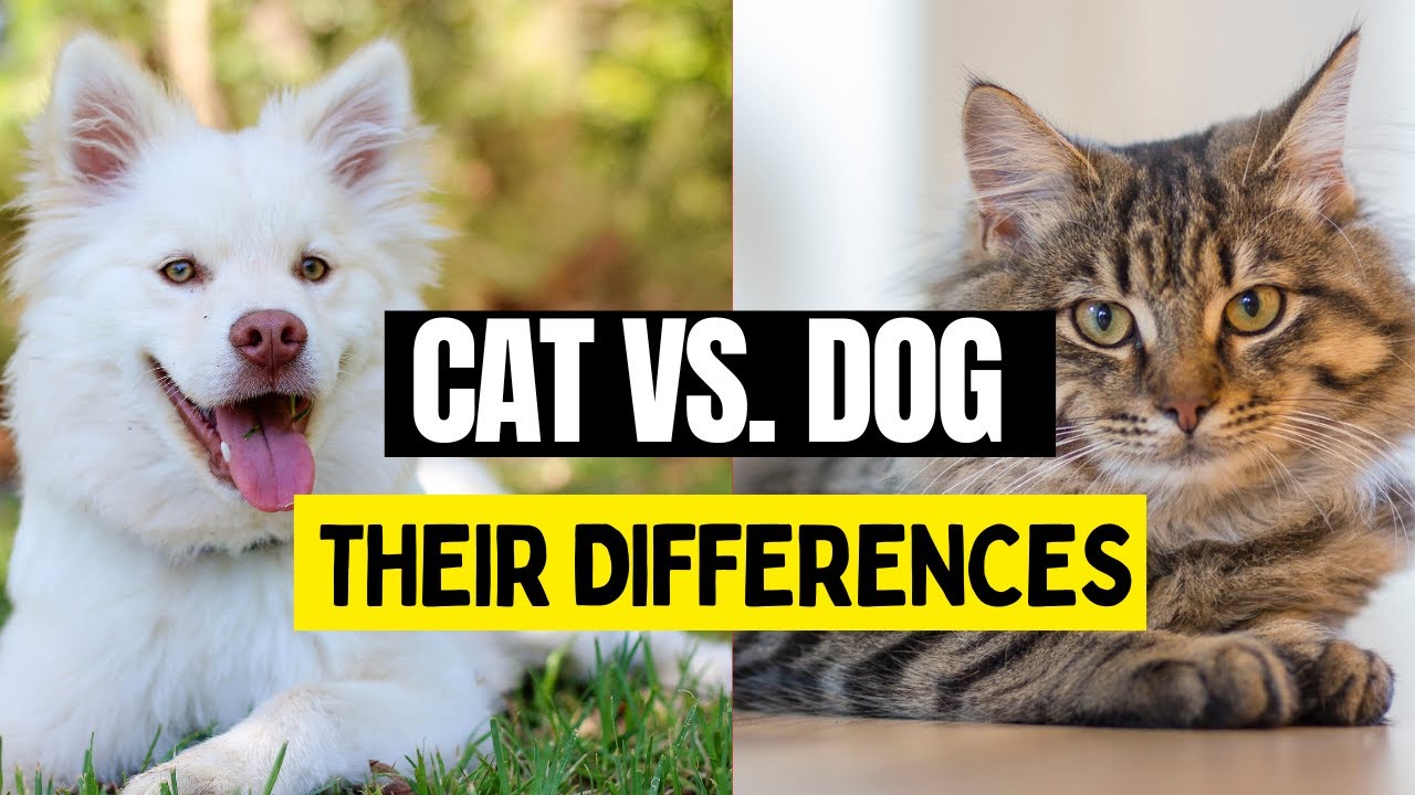 Cats vs  Dogs Key differences between them!