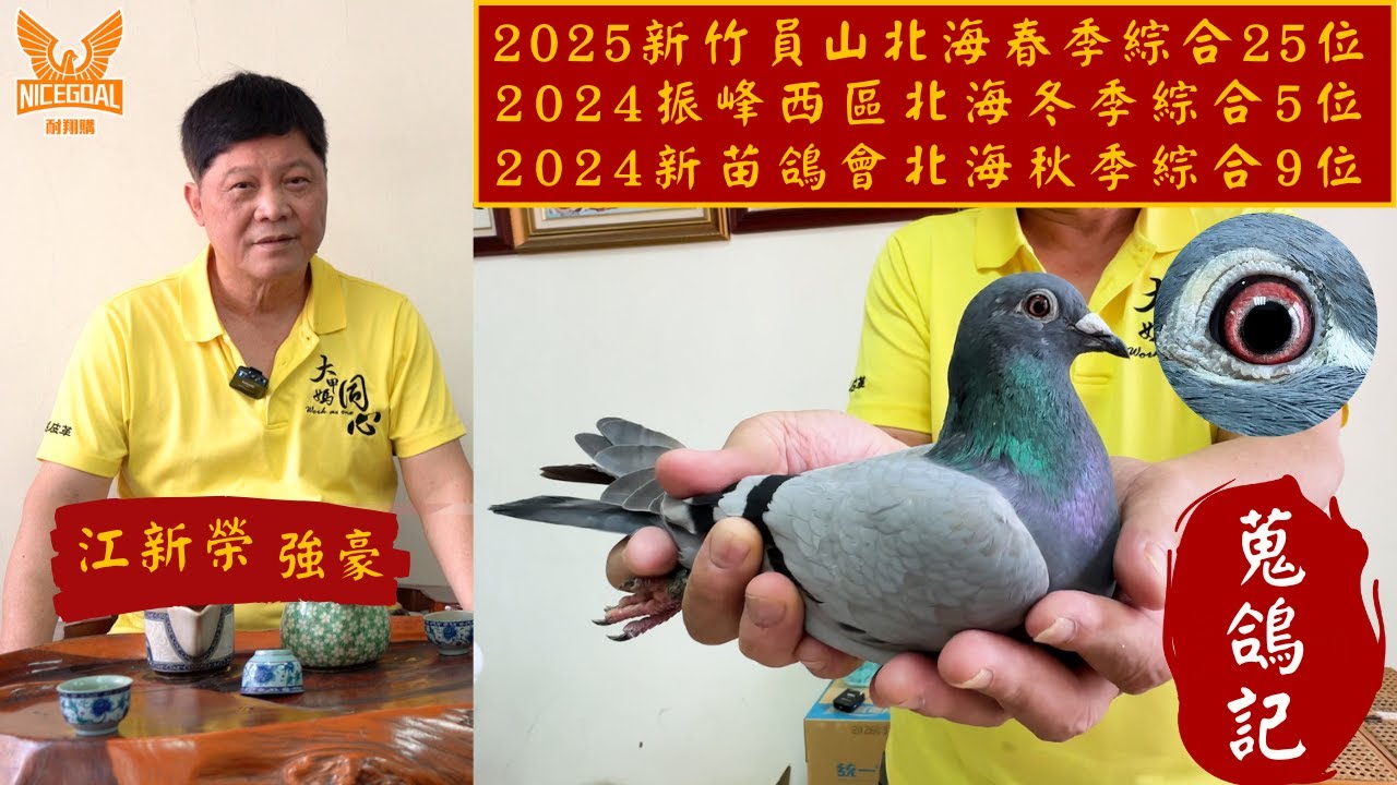 【蒐鴿記】許督導feat.銓鴻鴿舍-江新榮(2025新竹員山北海春季綜合25位)｜耐翔購