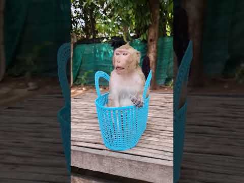 Baby Shally is just too adorable  #shally #monkey #yaya #funny #animal #cute #babymonkey #animals