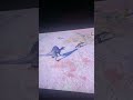 Spinosaurus vs Indoraptor! This was a brutal match