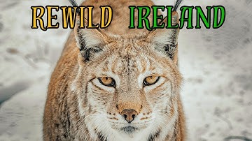 REWILDING IRELAND: These 3 Animals MUST be Reintroduced