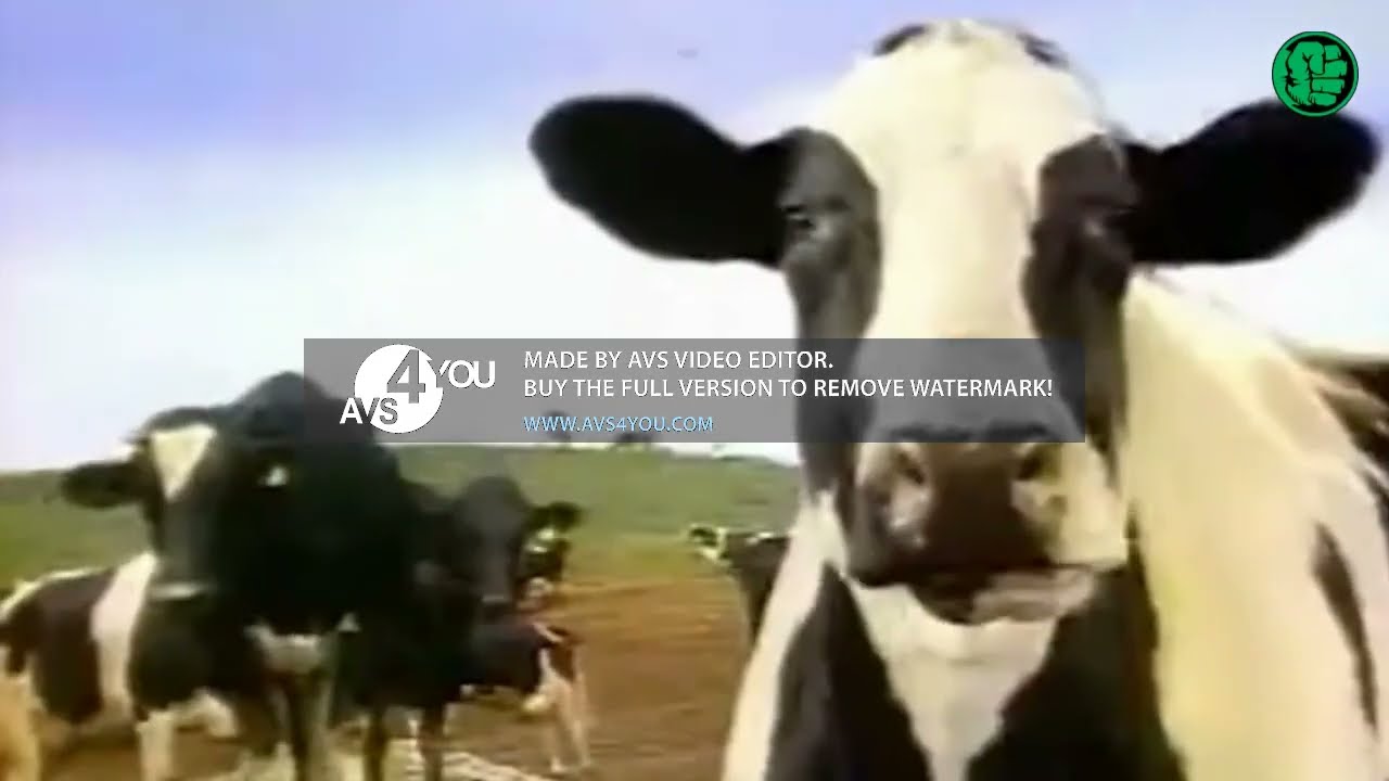 This is Cowabunga Dude.