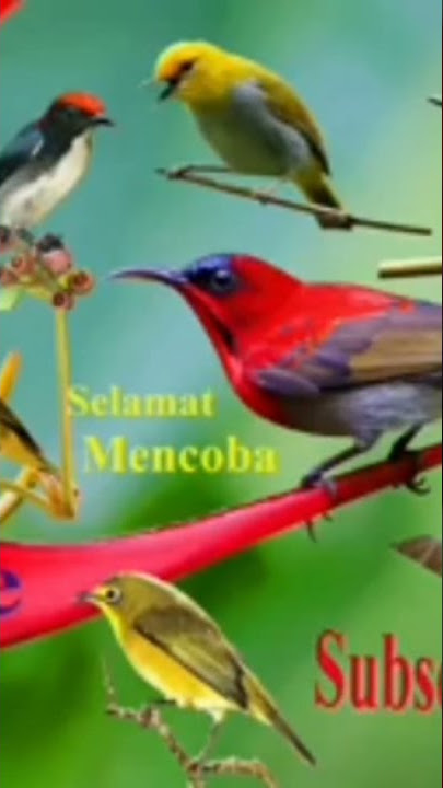 suara pikat burung kecil