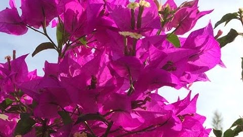 Die schönsten Blumen aus meinem Garten - Reduzieren Sie Fotos über 90% mit FILEminimizer