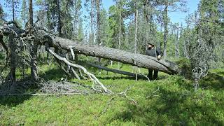 Vaellus ja päiväretkiä Pahaojan,  Ivalojoen ja Hammastunturin suunnalla