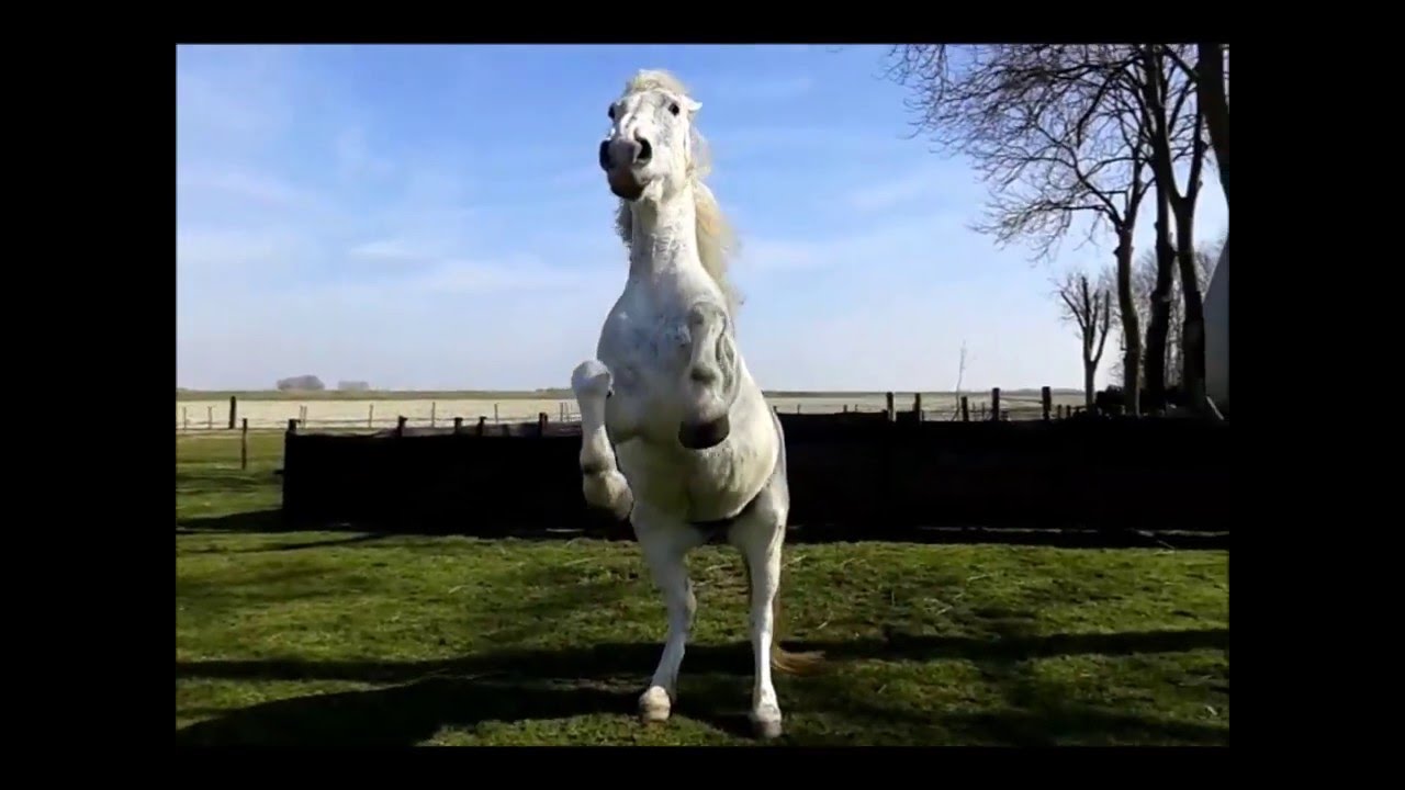 Ei ei ei, wij zijn zo blij! YouTube Ei ei ei, wij zijn zo blij! YouTube