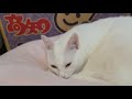 ある家族と、白い迷い猫。 がライブ配信中!
