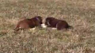 AlpineRiver Puppies Playing by RuTina21 364 views 16 years ago 42 seconds