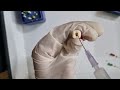 Bmp biomechanical preparation  cleaning  shaping using stepback technique in second molar