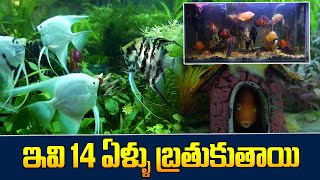 See Beautiful Plant Based Aquarium | Top Class Aquarium Fishes | Sumantv Telugu