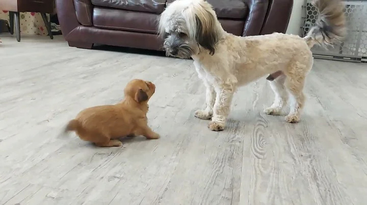 Jan the Havanese puppy at 25 days old
