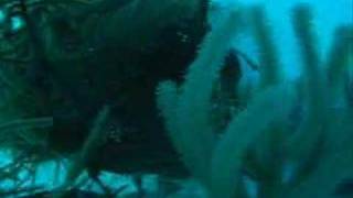 Scuba in Belize - Turneffe Atoll