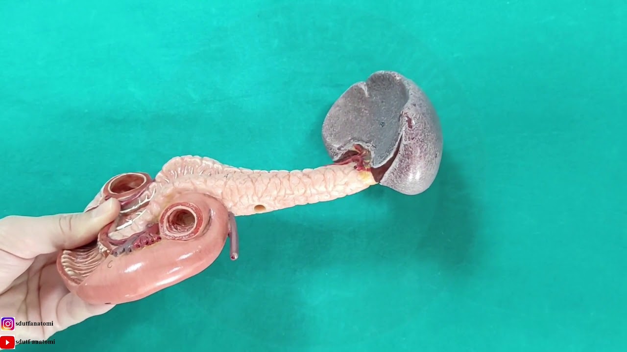 Pancreas Anatomisi
