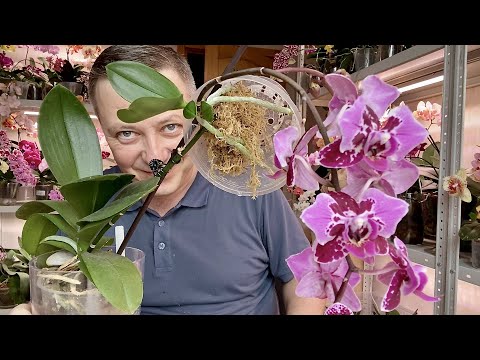 упустил корни орхидеи НЕ ДОВОДИТЕ орхидею до ТАКОГО