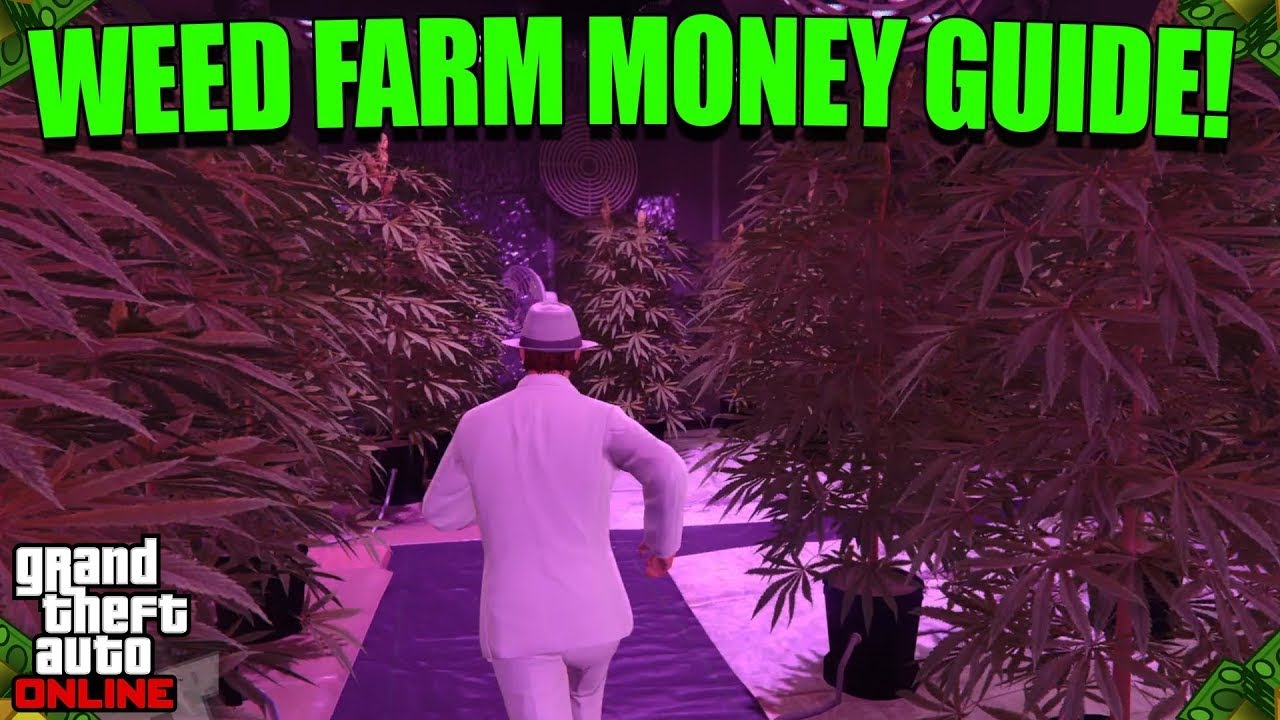 How To Make MILLIONS With The WEED FARM In GTA 5 Online! (Solo Money Guide)