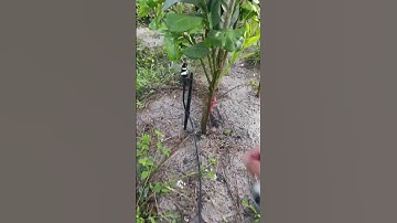 Ống LDPE 20mm gắn béc bù áp v7-pro 92 Lít tưới bưởi #tuoitudong