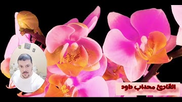 ماتيسر من سورة التوبة-الحزب 20 (صلاة التروايح) للقارئ محداب داود من مسجد عثمان بن عفان-حي فيلاج موسي