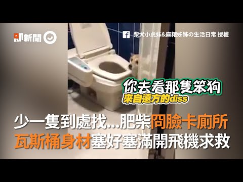 少一隻到處找...肥柴冏臉卡廁所 瓦斯桶身材塞好塞滿開飛機求救