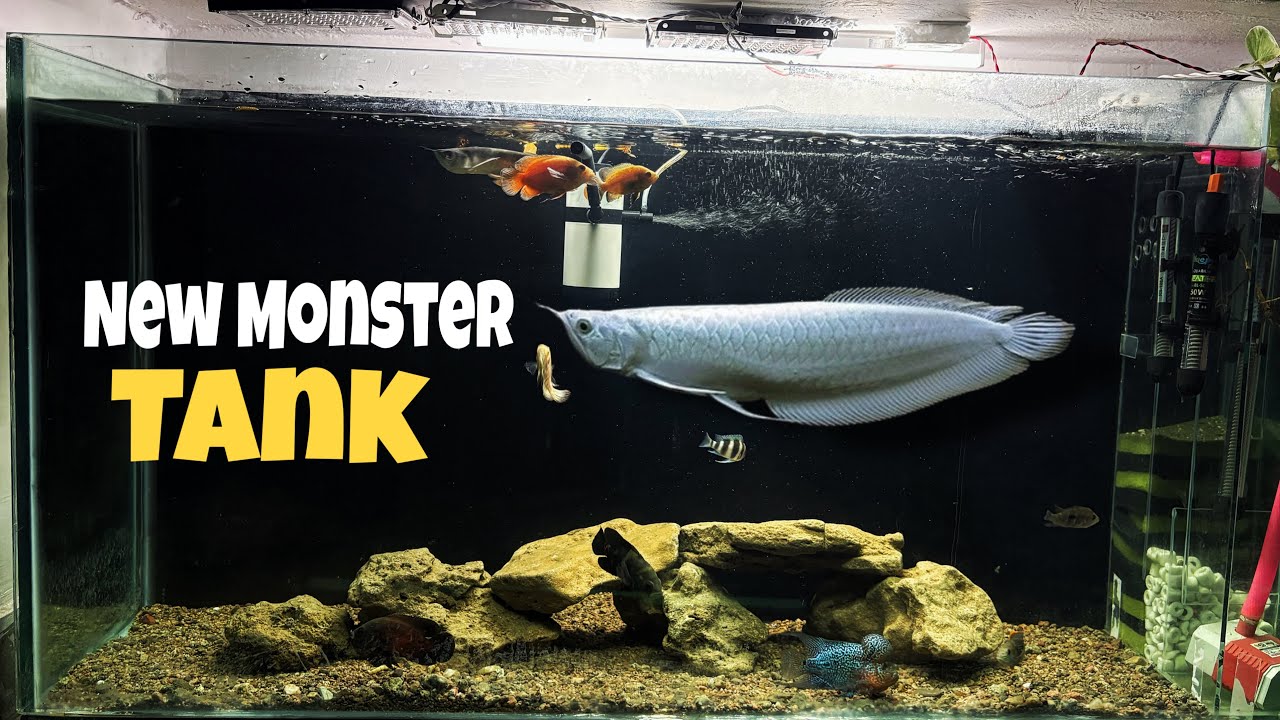 I made my First Monster Fish Tank 😍 | The Fishy Zone