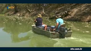 Deniz Anası Alarmı ... Avustralyada Binlerce Kişi Hastanelik Oldu