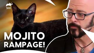 Mojito Cat Learns Her New Rules! | My Cat From Hell S8 E6 | Animal Planet India