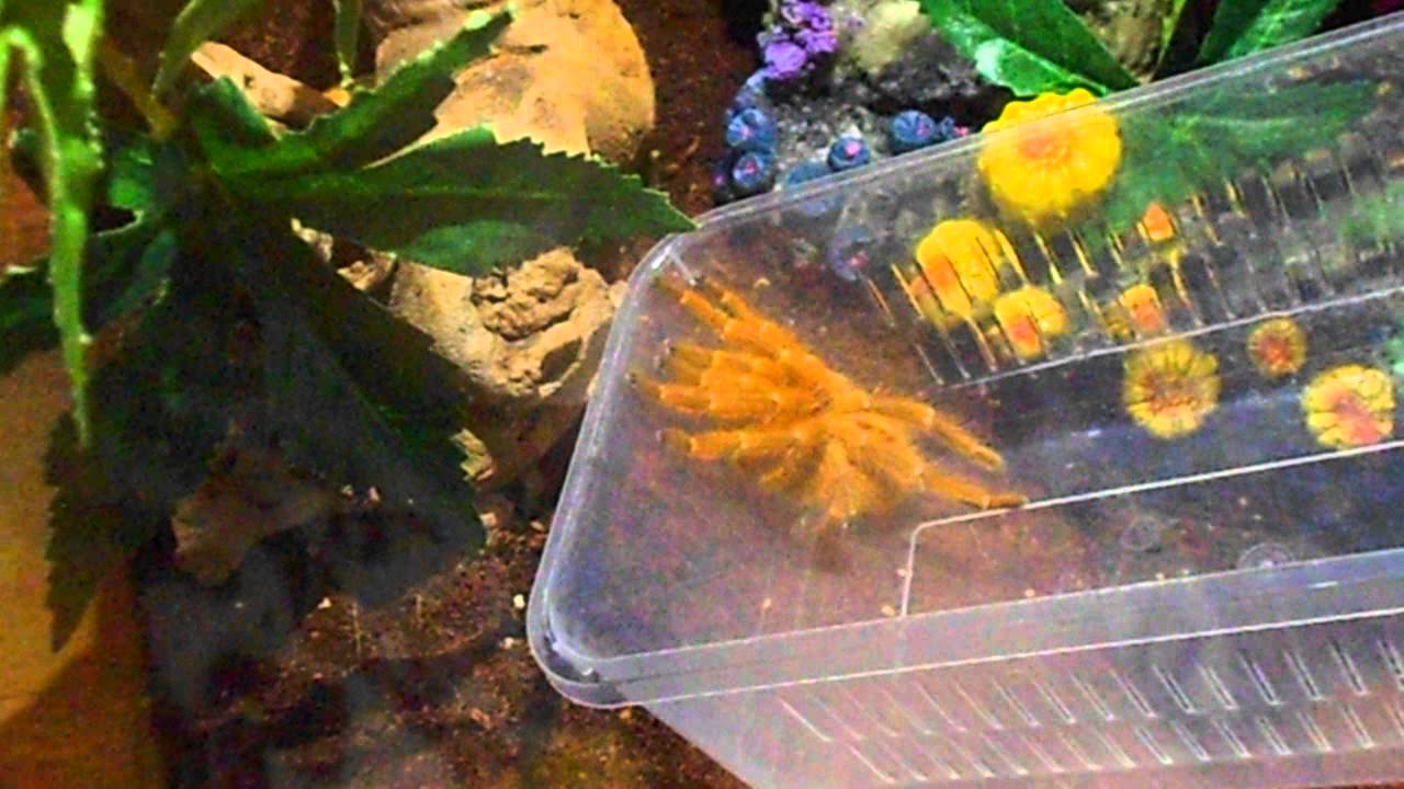 Pterinochilus murinus (Orange Baboon) - The most UNaggressive "Orange bity thing" Ever!