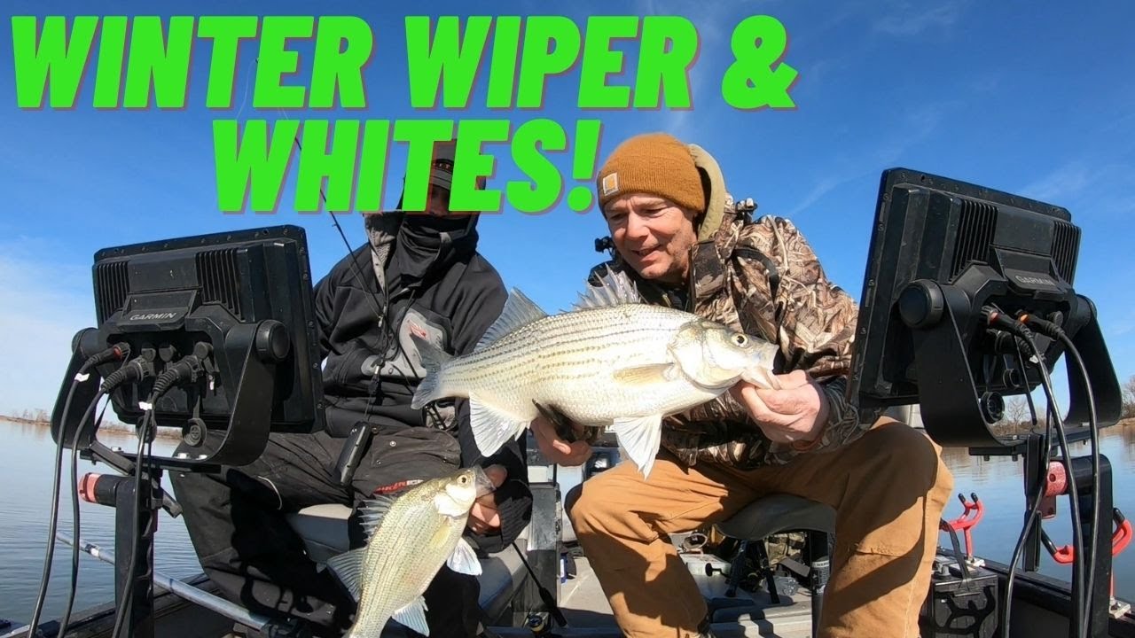 Winter White Bass and Wiper Free for All! Kansas Fishing YouTube